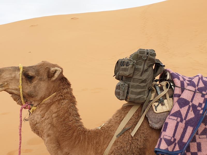 Sac à dos Zentauron sur un chameau dans le désert